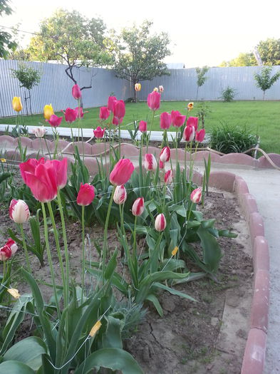 20150510_194143 - LALELE 2015