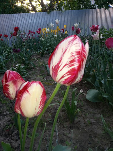 20150510_194124 - LALELE 2015