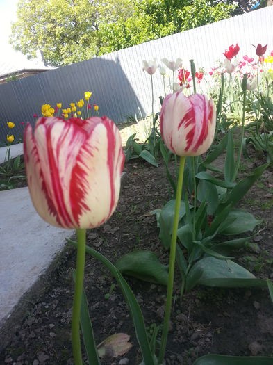 20150509_113022 - LALELE 2015