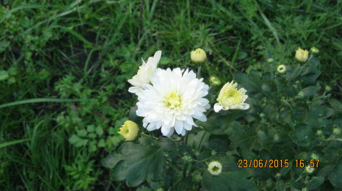 IMG_9493 - Crizanteme si tufanele