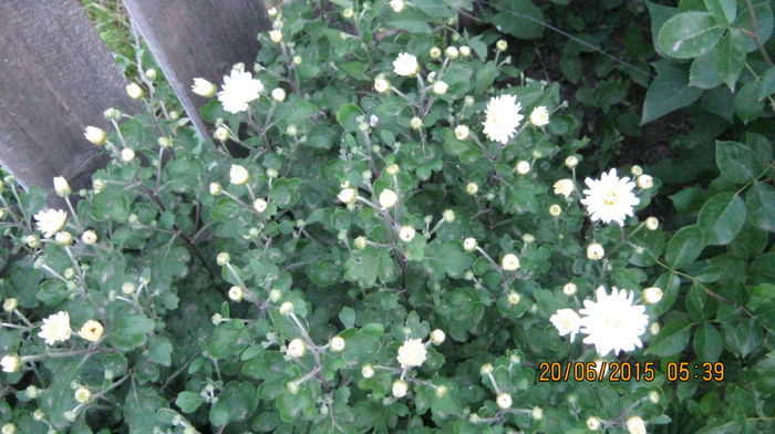 IMG_9448 - Crizanteme si tufanele