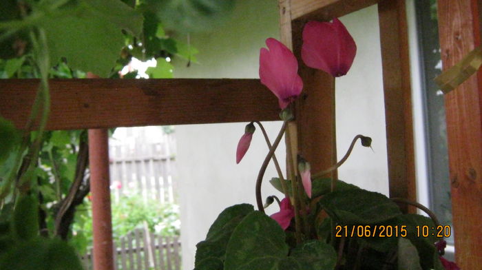 IMG_9471 - Cyclamen