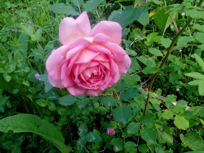 14350767374751585807171