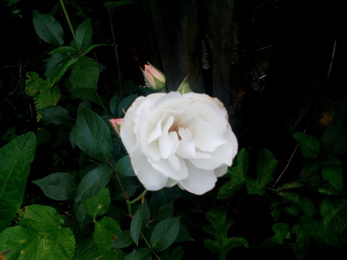 1435076852296-1927179123