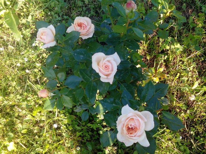 1435077324340-980582279 - Garden of roses