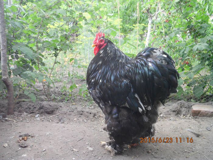 10498353_1656511447915987_8192388362671518270_o - Cochin bobat 2015