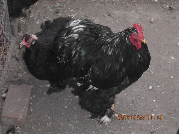 11423843_1656511437915988_4238853770849032121_o - Cochin bobat 2015