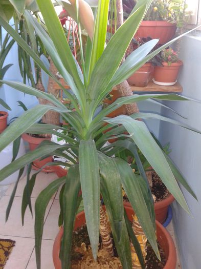 20150623_064857 - yucca