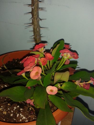 20150623_064710 - euphorbia splendens - Coroana lui Isus