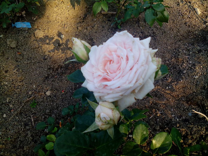 14350794281201675708066