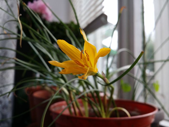 zephyranthes galben