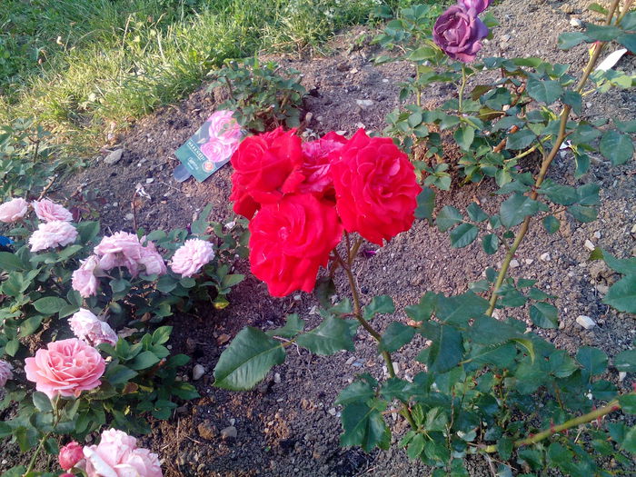 1435079828234-273101833