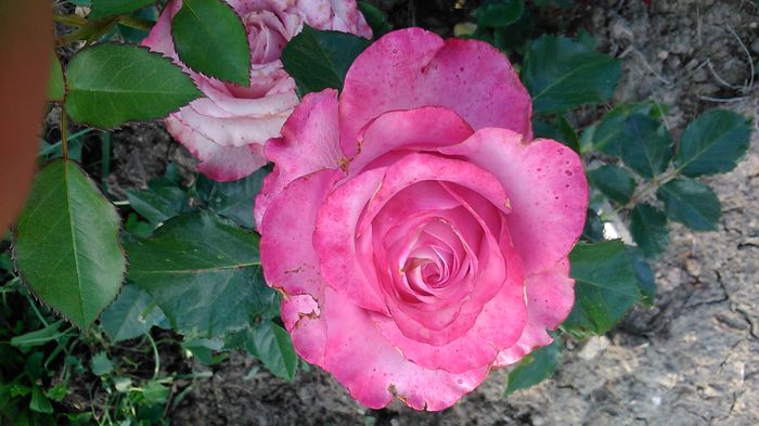 DSC_1142 - TRANDAFIRI 2015 II