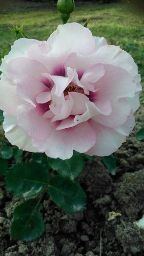 DSC_1150 - TRANDAFIRI 2015 II