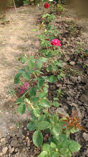 DSC_1185 - TRANDAFIRI 2015 II