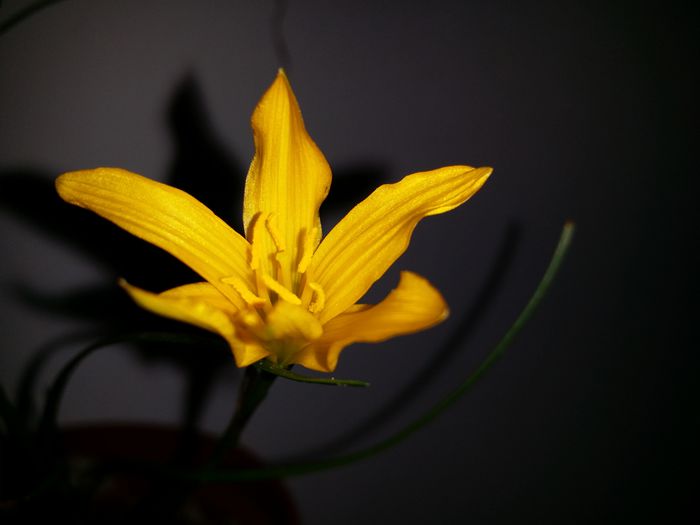 zephyranthes galben