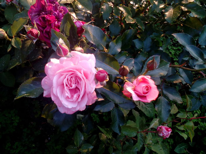 1435080684266-2037337474