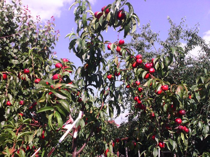 nectarin - Arbusti fructiferi si altele