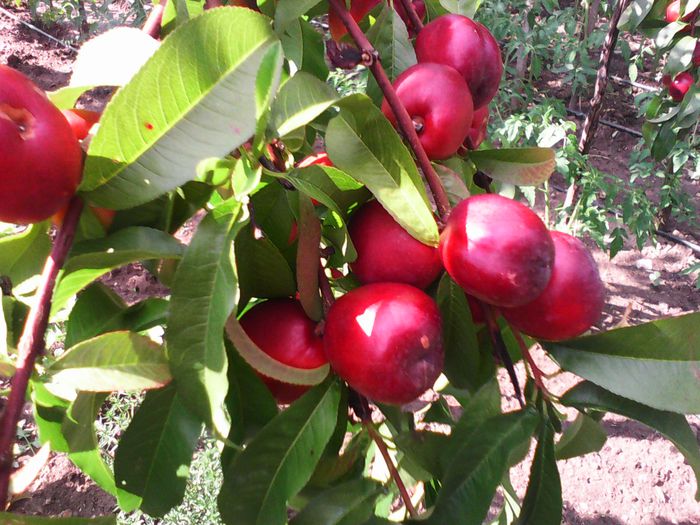 IMG_20150623_172444 - Arbusti fructiferi si altele