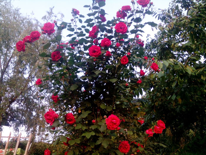 1435081377630188757028