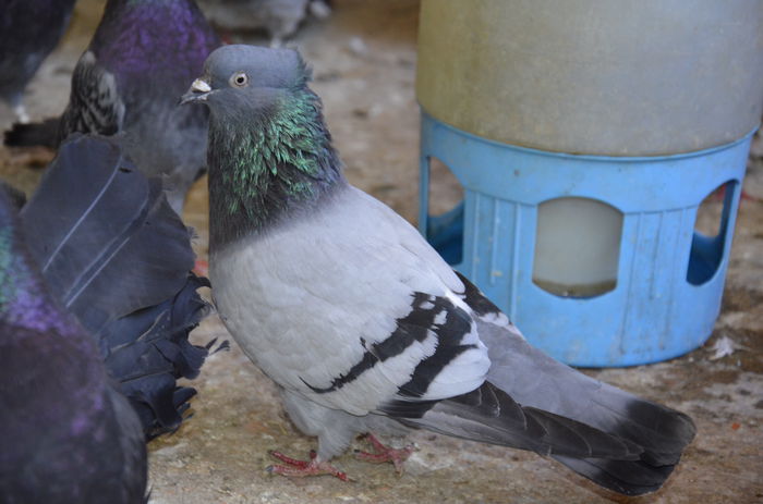 BOGDANOVIC MILUTIN, TEL 035885619, CUPRIJA - Porumbei-amintiri