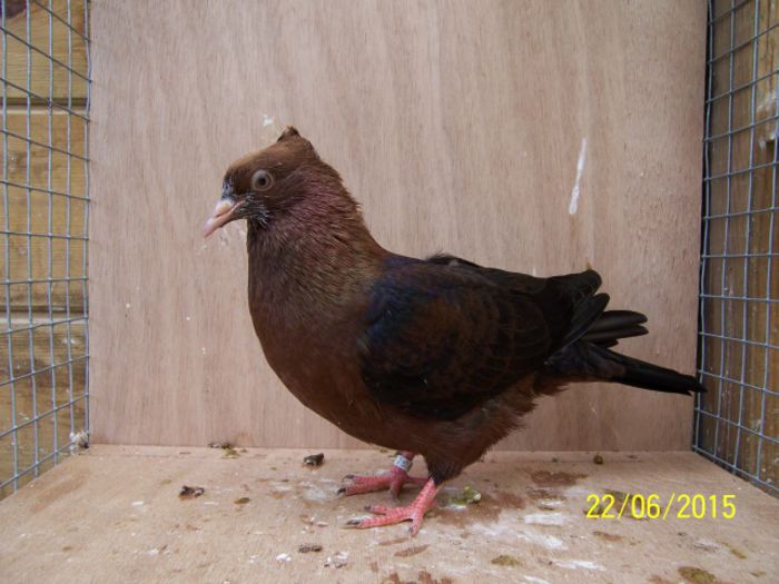 372 - Pt Admiratorii rasei 3