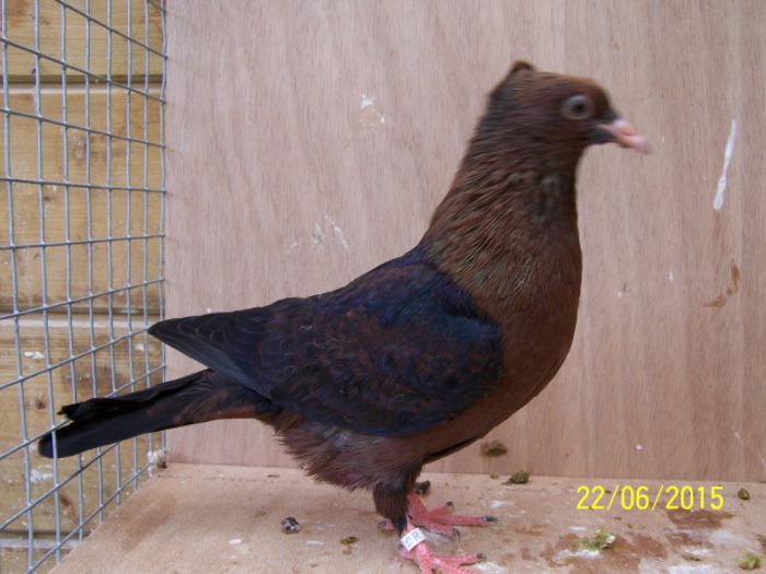 374 - Pt Admiratorii rasei 3