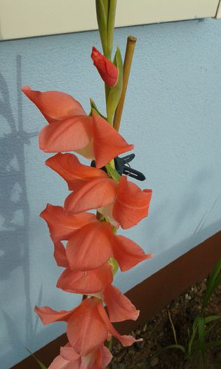 001 - dragostea  de natura