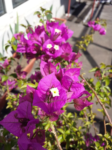 36 - Bougainvillea - 2015