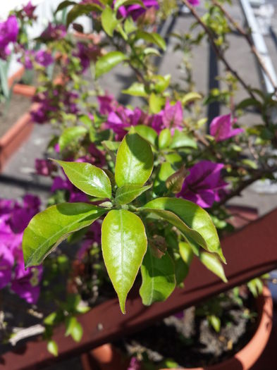 37 - Bougainvillea - 2015