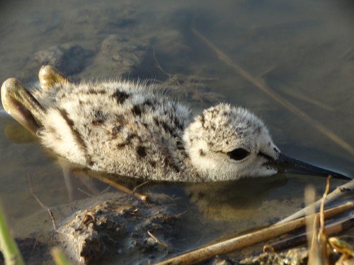 Pui piciorong; Himantopus himantopus
