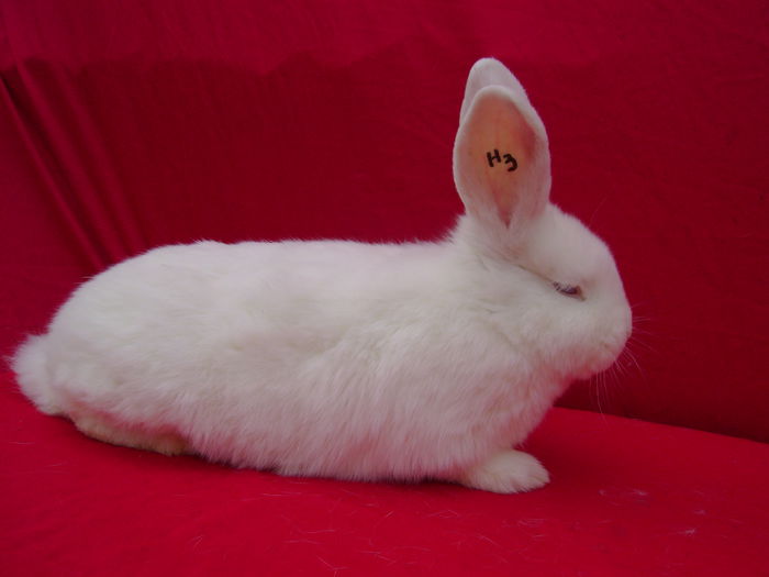 Fem H3 - 4,5 Luni - Slobozia - IL; Cuib H 17.02.2015
Tata M2   Mama F1
Fotografie realizata la 2,5 luni
