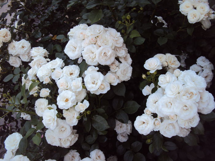 DSC09569 - Aspirin Rose