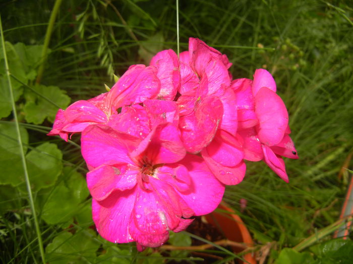 Bright Odette Geranium (2015, June 05)