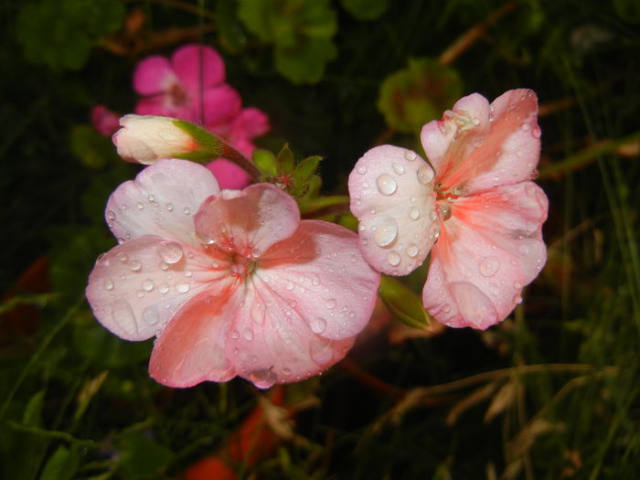 Light Pink geranium (2015, June 11)