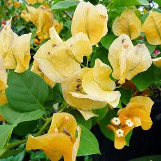 bougainvillea-california-gold - 2015 Dorinta lastari bougainvillea