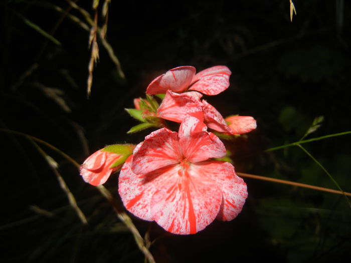 Red & White geranium (2015, June 19) - ZONAL Geraniums