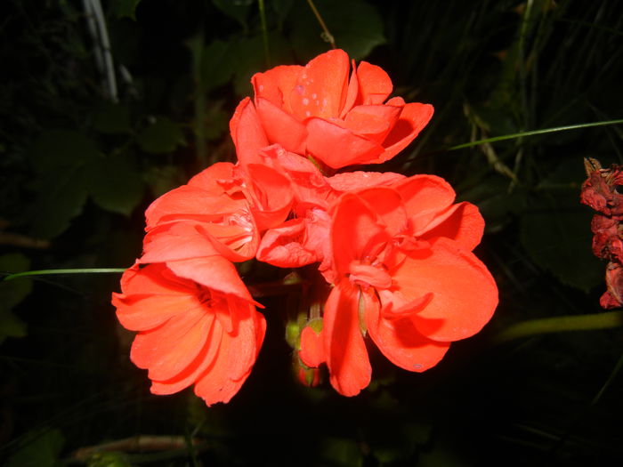 Red Geranium (2015, June 19) - ZONAL Geraniums