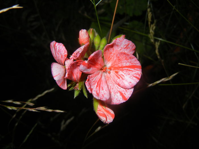 Red & White geranium (2015, June 19) - ZONAL Geraniums