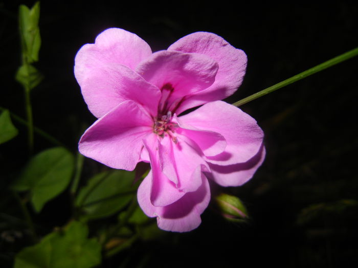 Lavender Ivy-Geranium (2015, June 19)