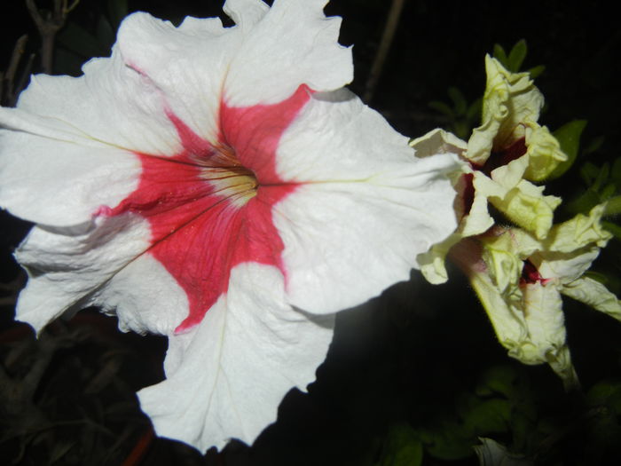 Petunia (2015, June 19) - PETUNIA Simple