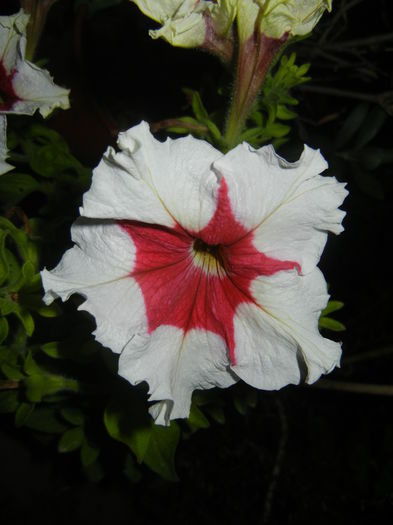 Petunia (2015, June 19) - PETUNIA Simple