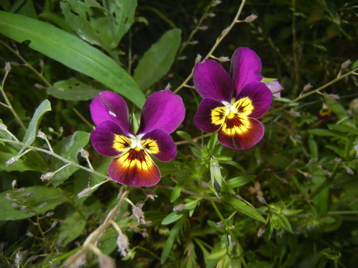 Pansy (2015, June 02) - PANSY_Viola tricolor