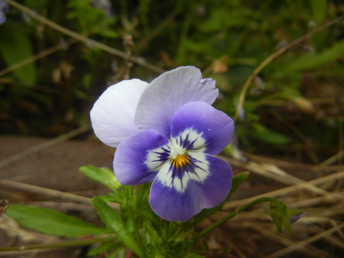 Pansy (2015, June 15) - PANSY_Viola tricolor