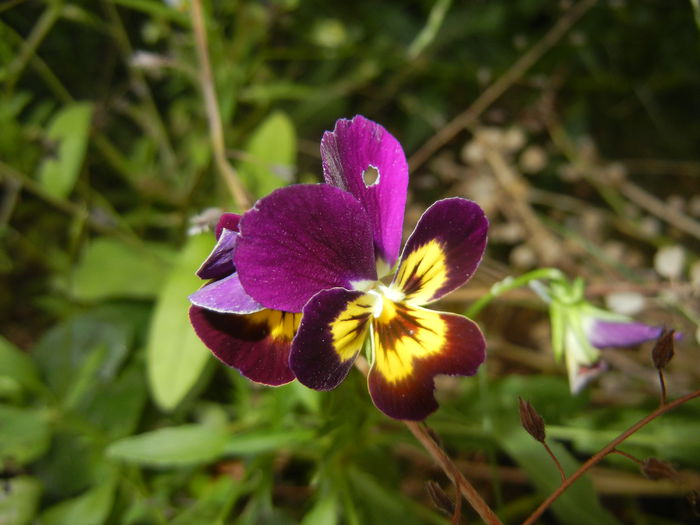 Pansy (2015, June 15) - PANSY_Viola tricolor