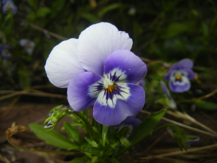 Pansy (2015, June 17) - PANSY_Viola tricolor