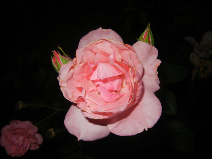 Rose Queen Elisabeth (2015, June 19)