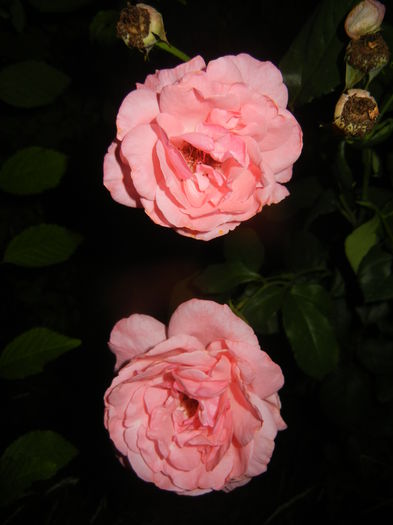 Rose Queen Elisabeth (2015, June 19) - Rose Queen Elisabeth