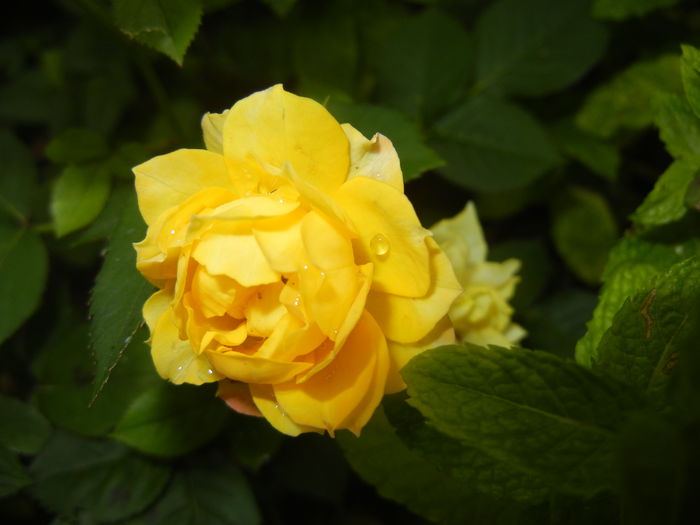 Yellow Miniature Rose (2015, June 17)