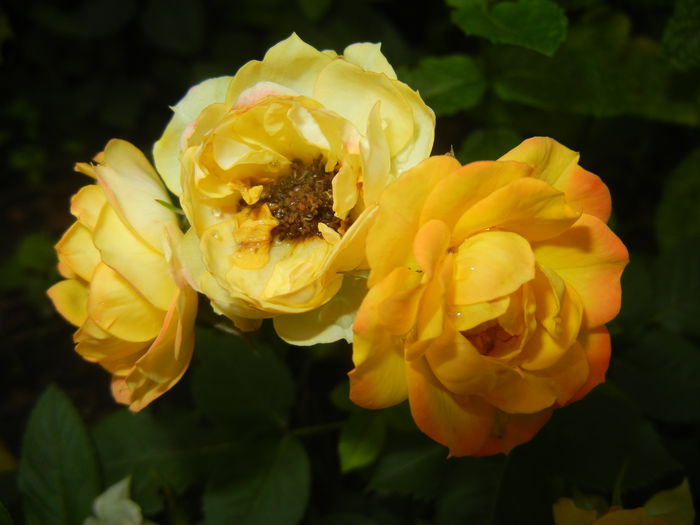 Yellow Miniature Rose (2015, June 17) - Miniature Rose Yellow